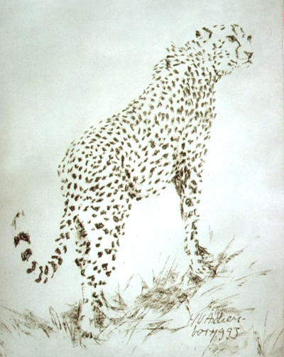 Bild Gepard von Uli Aschenborn